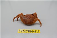 藏品(白紋方蟹)的圖片